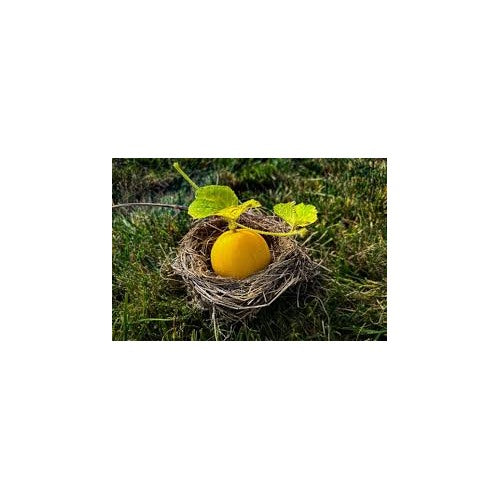 Dosakai Melon Cucumber Seeds for Planting [neera-v5-4b7b6e20bb83d6fef60f]