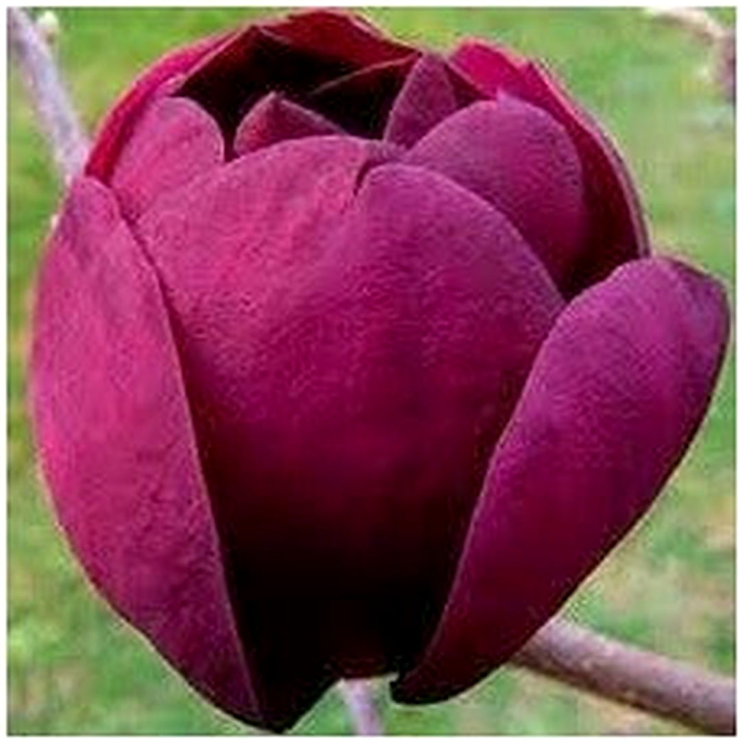 Heirloom Non-GMO Tulip Tree Flower Seeds for Planting [neera-v5-4b8cccabd3d2ebee58ae]