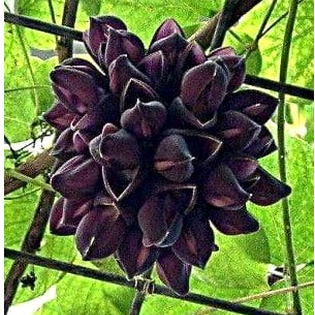 Heirloom Non-GMO Black Strongylodon Macrobotrys Flower Seeds for Garden Planting | High Germination Organic Garden Seeds [neera-v5-4b9528a38561b324bf07]