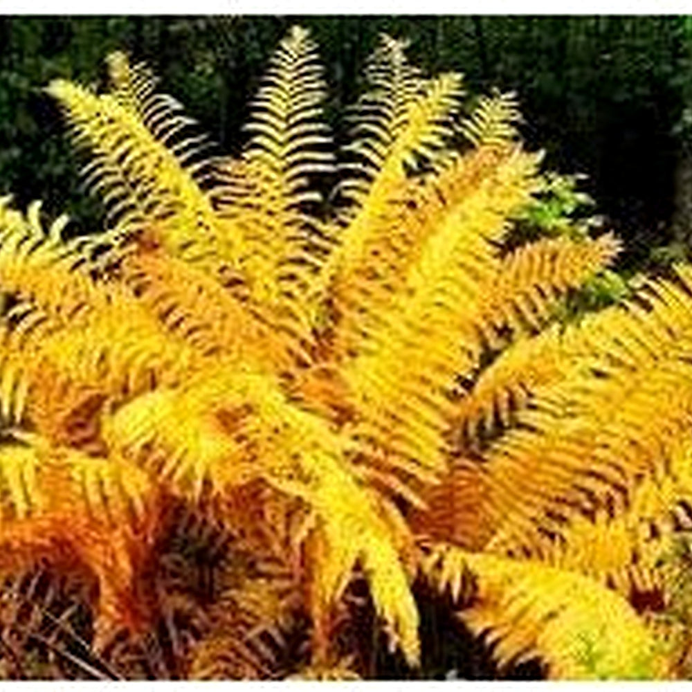 Red Yellow Fern Plant Seeds [neera-v5-4b977c6477cd3a180b62]