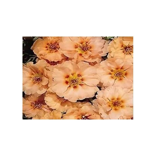 Cream Portulaca Flower For Planting Non Gmo Flower Seeds for Home Garden Planting, Lush Organic [neera-v5-4b9e129e1b36d29503ff]