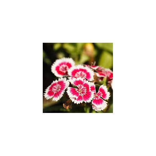 Organic White Mix Dianthus Flower Seeds for Planting [neera-v5-4baea4c3542012ba65f4]