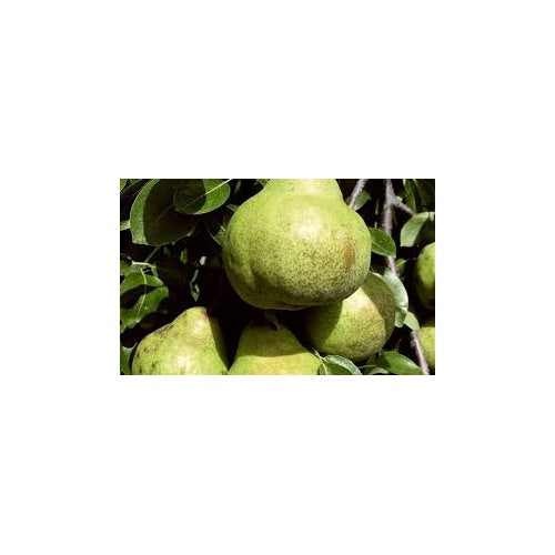 Packham’s Triumph Pear Seeds for Planting [neera-v5-4bb13c1eefbde3cdd7f4]