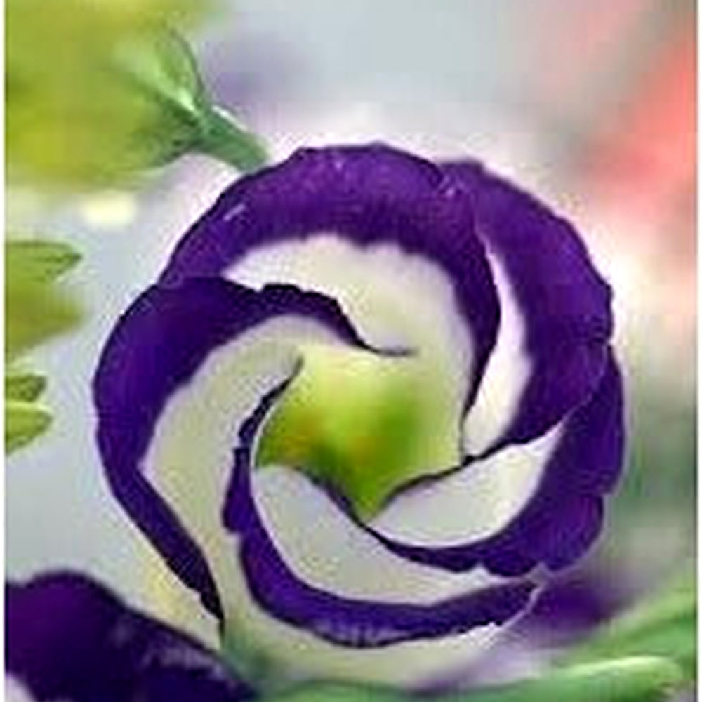 White & Blue Eustoma (Lisianthus) Flower Seeds for Planting [neera-v5-4bb4443ecac2dbfdd9e6]