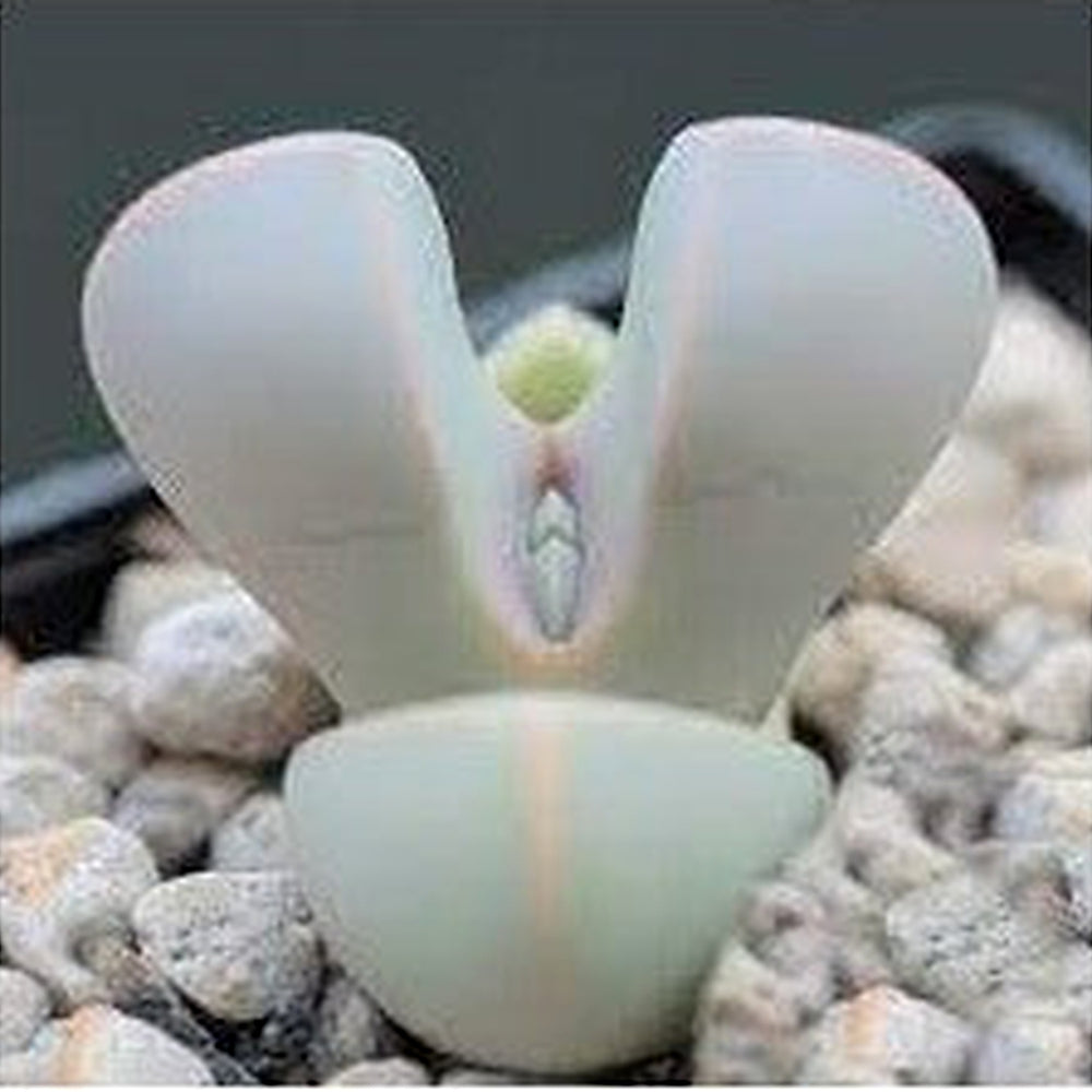 Heirloom Non-GMO White Succulent Flower Seeds for Garden Planting [neera-v5-4bba125f24b165628c17]