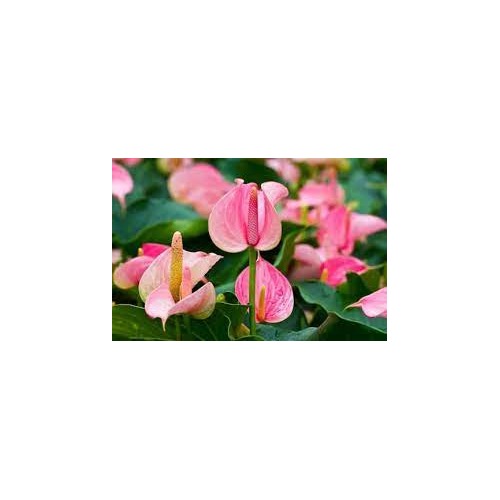 Anthurium Andraeanum Flower Seeds for Planting [neera-v5-4bbee2c98ad27f7937c0]