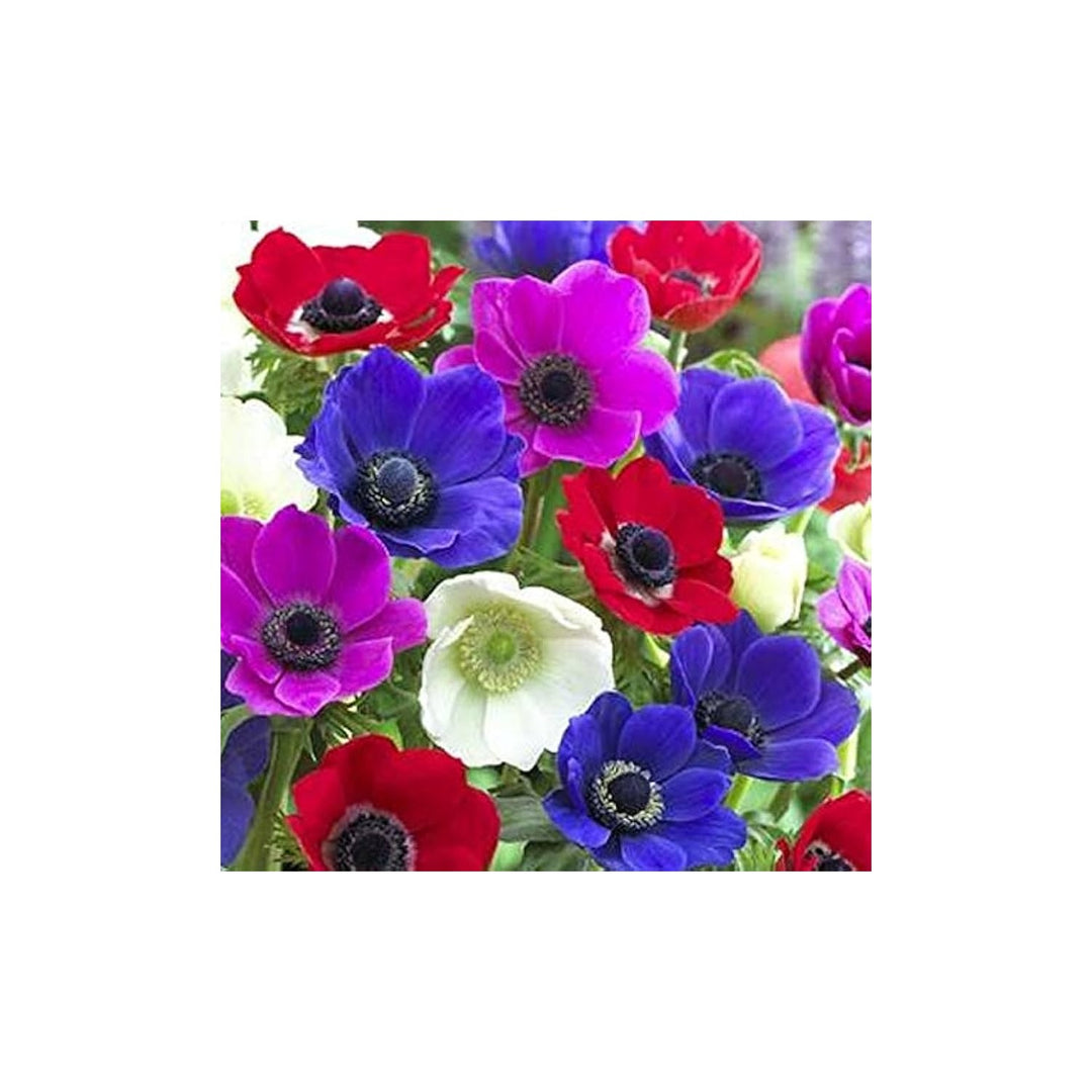 Anemone Anemone Coronaria Decaen Mix Flower For Planting Perfect For Seasonal Color In Flower Beds [neera-v5-4bca1928ea8b21672744]