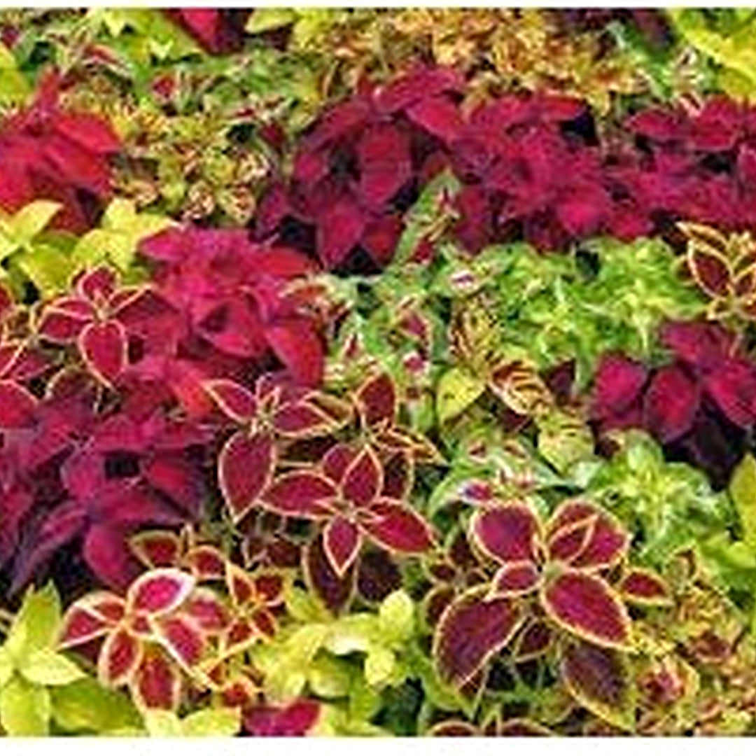 Heirloom Mix Coleus Canina Plant Seeds [neera-v5-4bcbff3f882c4039eaa9]