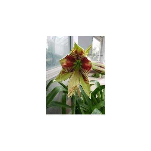 Light Yellow Hippeastrum Flower Seeds for Planting [neera-v5-4bdf64a44197de64c141]