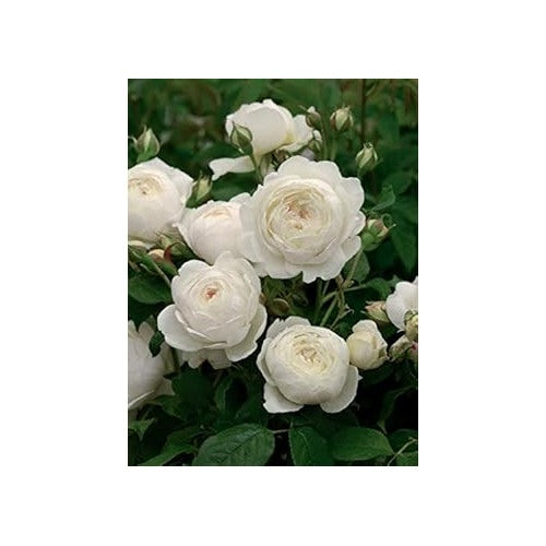 Organic White Double Petal English Rose Seeds for Planting [neera-v5-4be5c952d78161b25f0f]