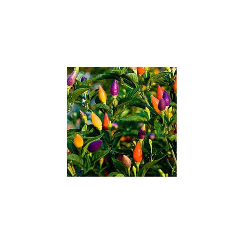 Indoor Ornamental Pepper Mix Seeds for Planting [neera-v5-4be69027dffbab565976]