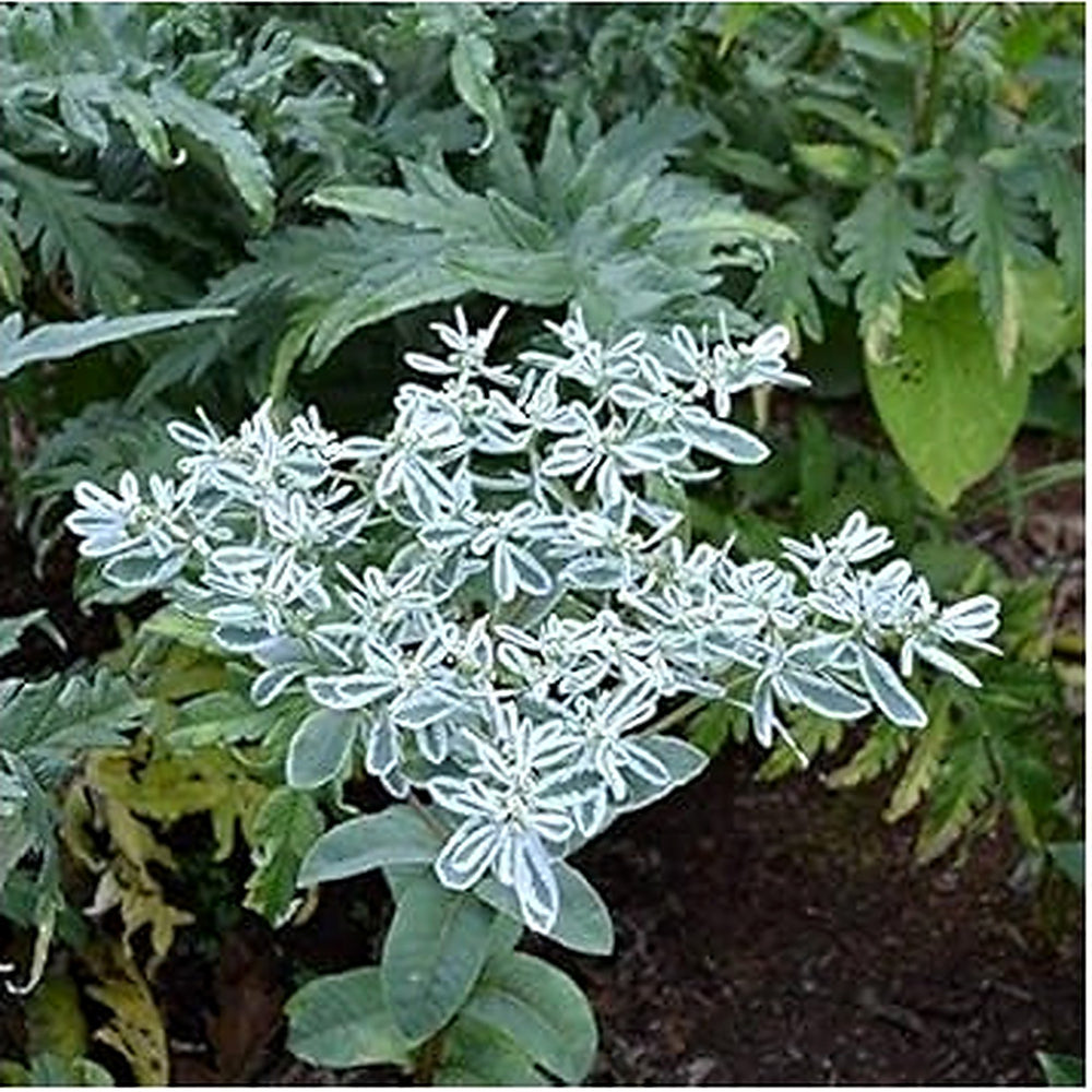 Green Snow on the Mountain Flower Seeds for Planting [neera-v5-4beb7571406f798f5242]