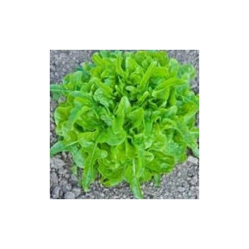 Heirloom Dubacek Tomato Seeds Non-GMO Vegetable for Garden Planting [neera-v5-4befbbf4c195e77cdc77]