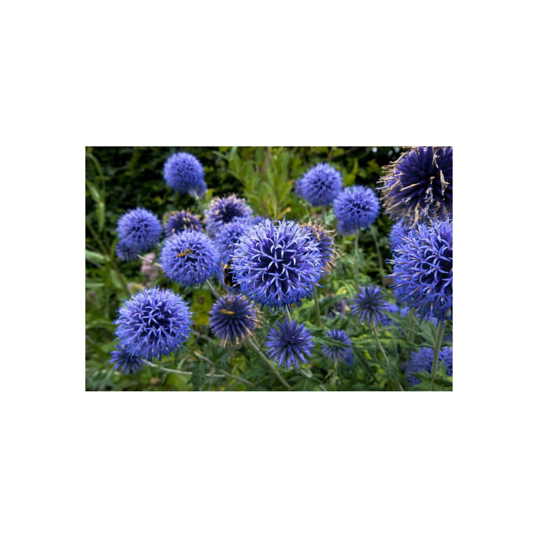 Heirloom Echinops Flower Non Gmo Globe Thistle Blooms Drought Tolerant Garden Planting Flower [neera-v5-4bf31f31ed9c5a9faa77]