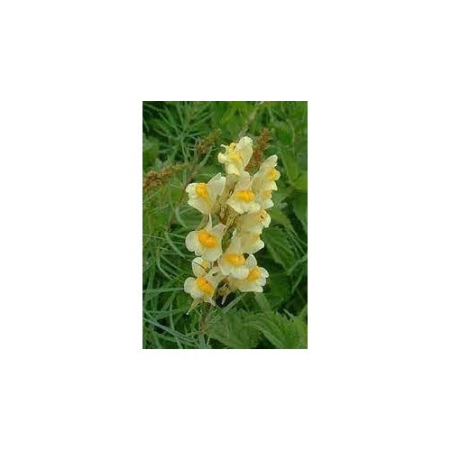 Heirloom Toadflax Flower Seeds for Garden Planting, Non-GMO, Wildflower Blooms for Pollinators [neera-v5-4bf691a889a98dd13e14]