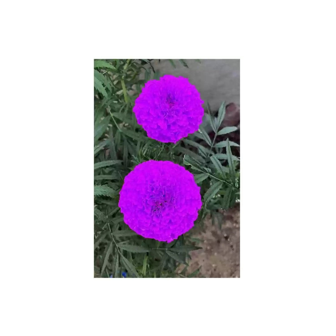 Heirloom Non Gmo Marigold Flower For Planting Vibrant Blooms For Garden Pots Flower Seeds for Home [neera-v5-4bfddbce4f2837d101b4]