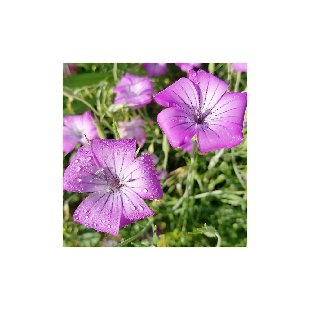 Heirloom Corncockle Flower Non Gmo Graceful Wildflower Blooms Cottage And Meadow Garden [neera-v5-4bfe2023afb743c57a29]