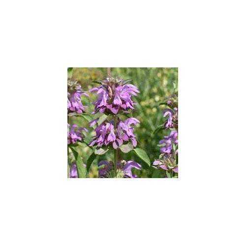 Bee Balm [neera-v5-4c030b4a74c3a634883a]