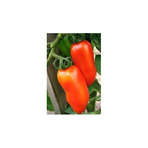 Red San Marzano Tomato Seeds for Planting Red Yellow [neera-v5-4c0b2fee4ad459d7cf60]
