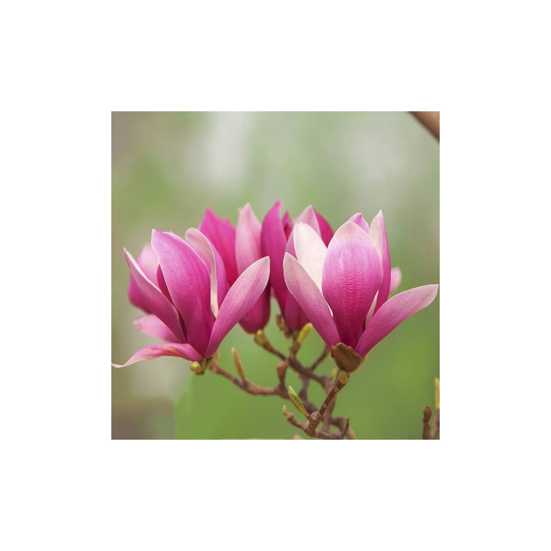 Magnolia Bonsai Tree Magnolia Grandiflora For Mini Indoor And Outdoor Planting Flower Seeds for [neera-v5-4c0c387e03063af55f2b]