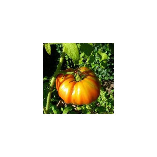 Hillbilly Potato Leaf Tomato Seeds for Planting [neera-v5-4c0cdb45c59987688088]