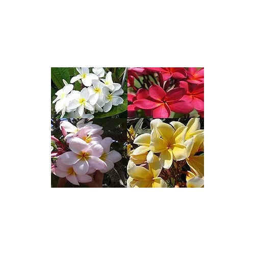 Plumeria Flower For Planting Flower Seeds for Home Garden Planting, Colorful Organic Blooming [neera-v5-4c0cf4eb51e86d27e27d]