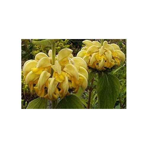 Yellow Jerusalem Sage Flower Seeds heirloom & Non-GMO Seeds [neera-v5-4c2a97e23cbd57dcb374]