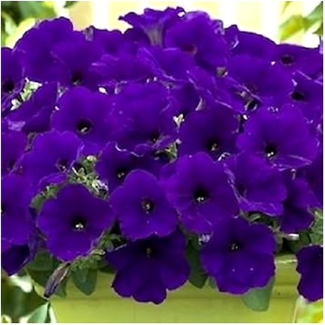 Blue Petunia Flower Seeds [neera-v5-4c2b7389e133083d66df]
