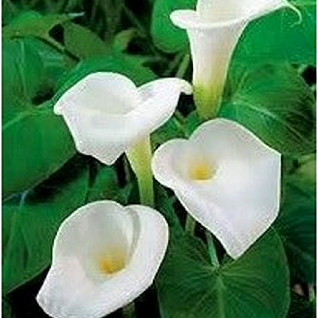 Calla Lily White Flower Seeds for Planting [neera-v5-4c30cf95df23158c4505]