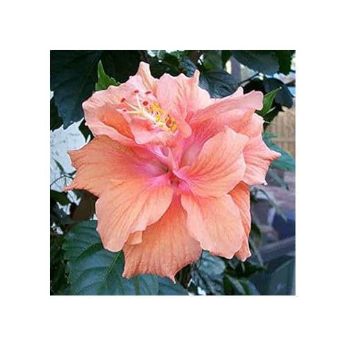 Peach Heirloom Non Gmo Hibiscus Flower For Planting Tropical Garden Blooms Flower Seeds for Home [neera-v5-4c33057dd13c1bbc2265]