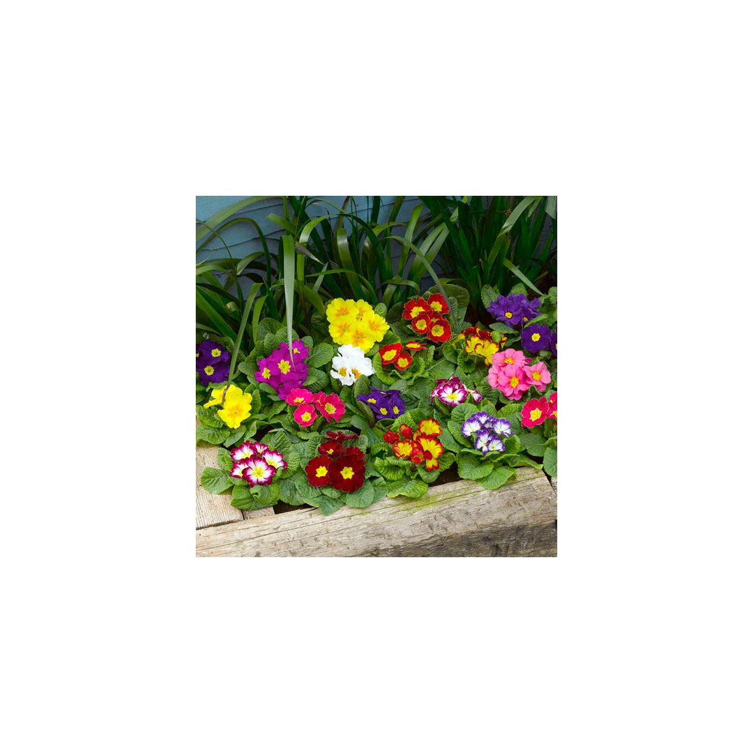 Primrose Primula Vulgaris Flower For Planting In Home Garden Or Spring Flower Beds Flower Seeds for [neera-v5-4c46caa309e46e66170f]