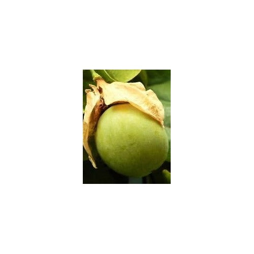 Green Passiflora Maliformis Fruit Seeds for Planting [neera-v5-4c513134f49ba7da6f4d]