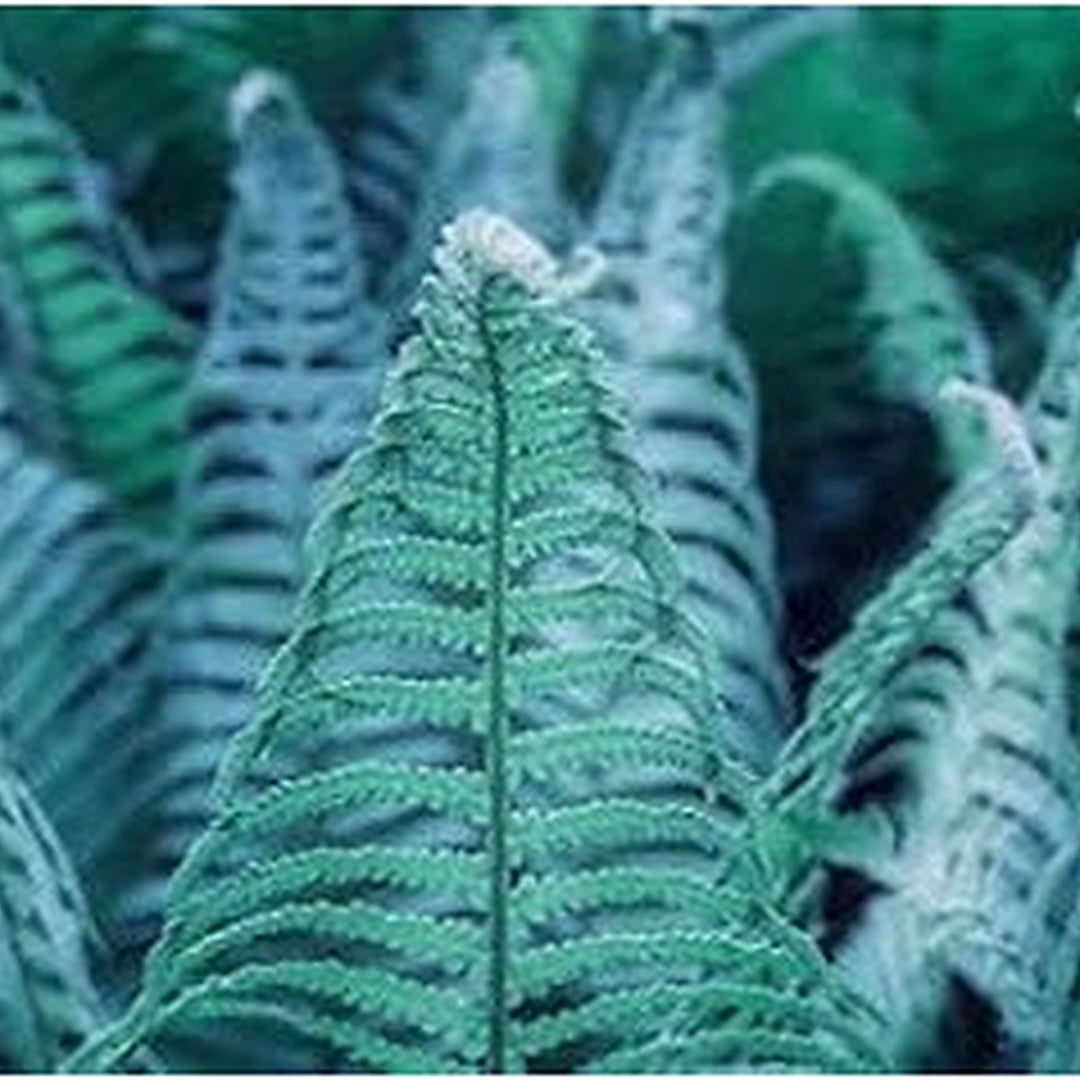 Sky Blue Fern Plant Seeds for Planting [neera-v5-4c570ece88f5ba692ce9]