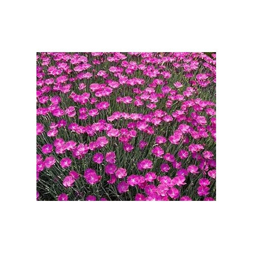 Pink Dianthus Flower Seeds for Planting [neera-v5-4c57318a047566370ff7]