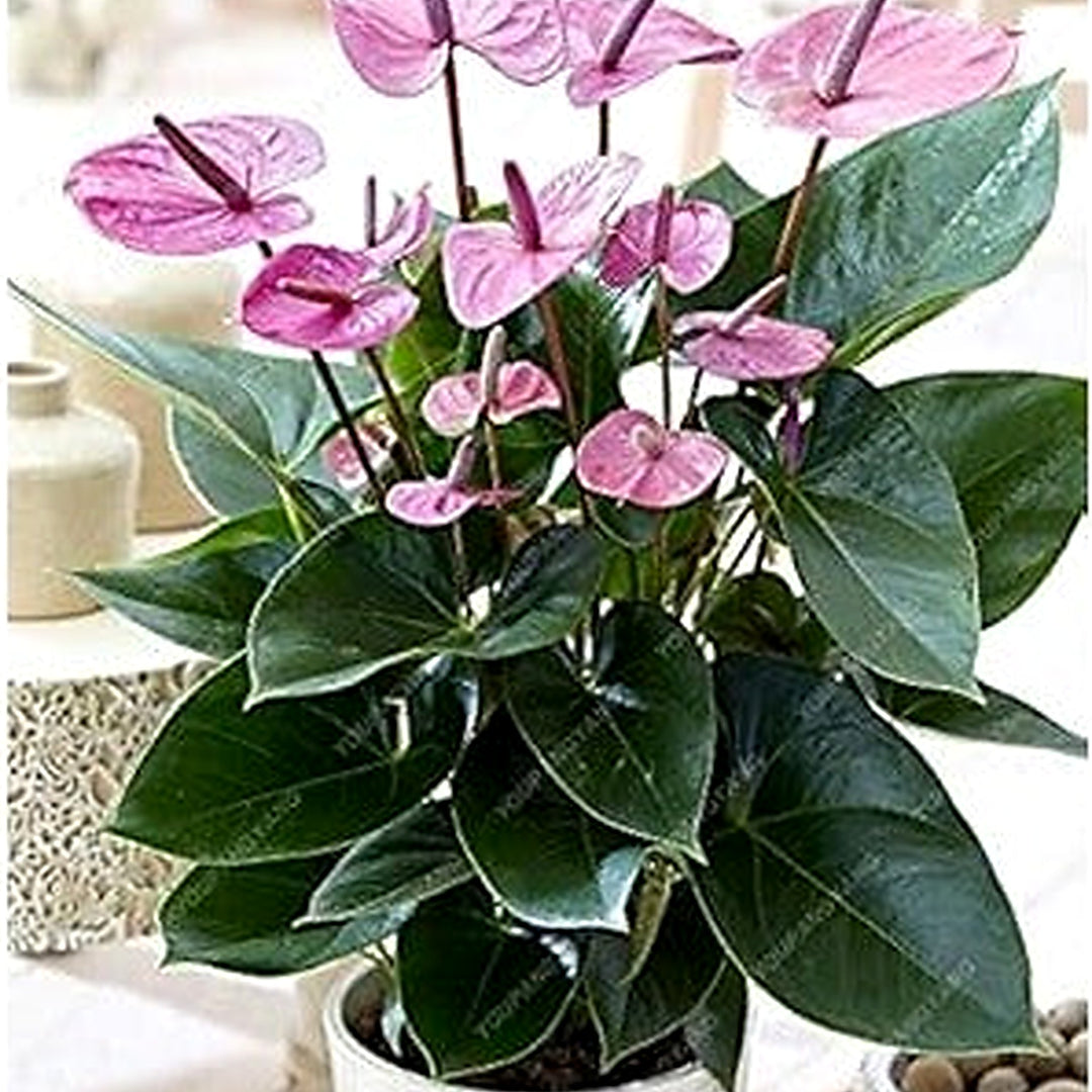 Anthurium Dark Orange Flower Seeds [neera-v5-4c5ab3343a95d154da51]