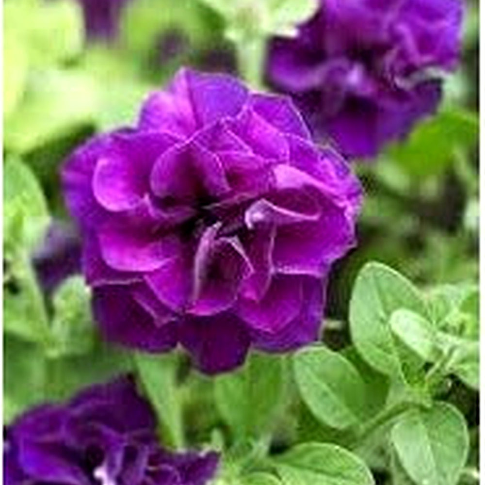 Violet Mini Violet Flower Seeds for Planting [neera-v5-4c62c460595fd290e956]