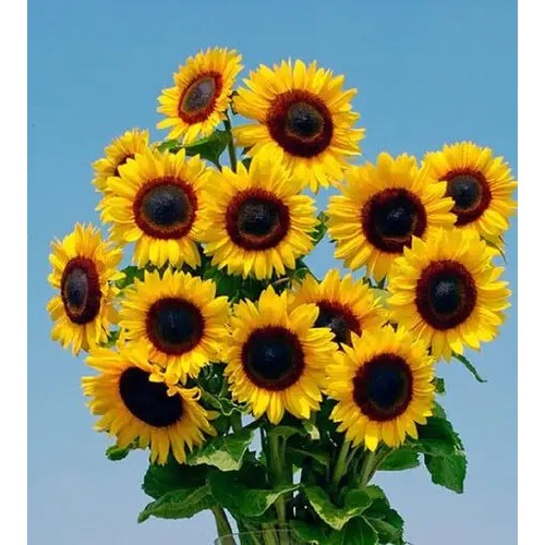 Mammoth Sunflower Flower Seeds [neera-v5-4c644336df1b32cad81b]