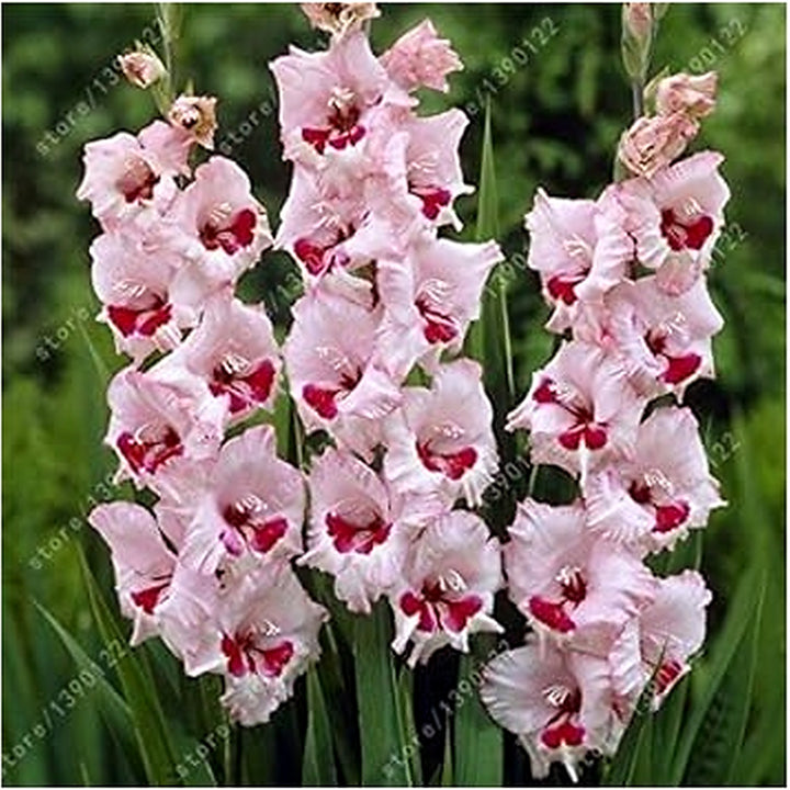 Baby Pink Gladiolus Flower Seeds for Planting [neera-v5-4c6cc703a949192198a4]