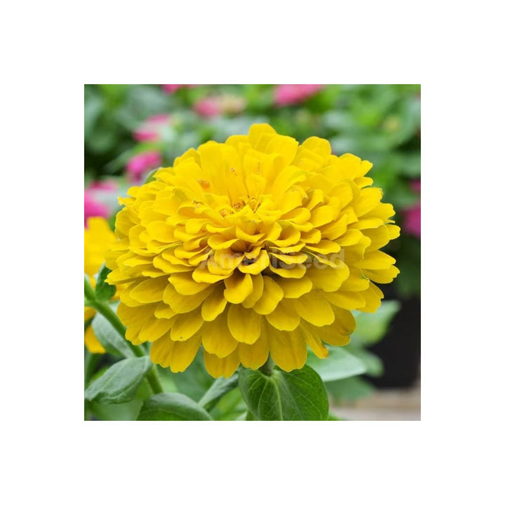 Heirloom Canary Zinnia Flower For Planting Vibrant Easy To Grow Garden Flowers Flower Seeds for [neera-v5-4c71c65ce2092170dbab]
