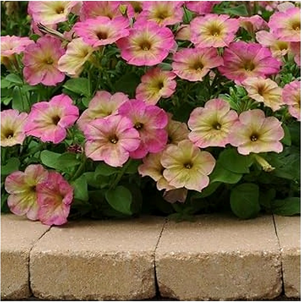 Pink Yellow Petunia Flower Seeds for Planting [neera-v5-4c787985e87b4f92d194]