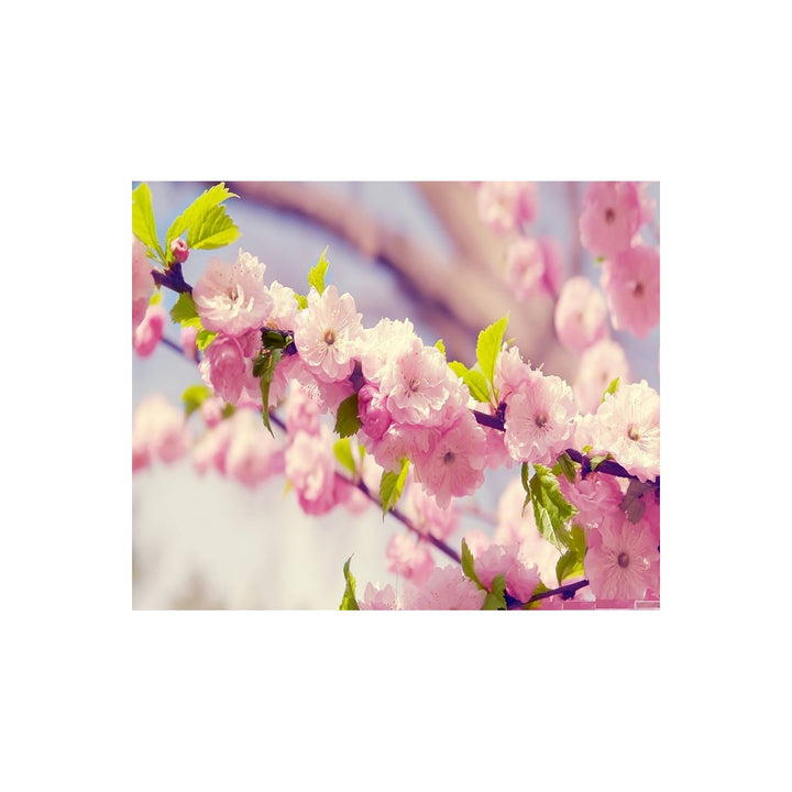 Cherry Blossom Prunus Serrulata Flower For Planting Ideal For Ornamental Backyard Lscaping [neera-v5-4c7913ba86854e8816bf]