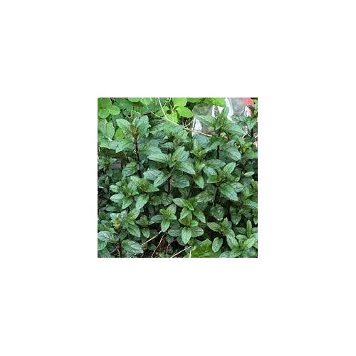 Mint Plant Seeds for Aromatic Herb Gardens and Culinary Use [neera-v5-4c7ba95091cb79a49361]