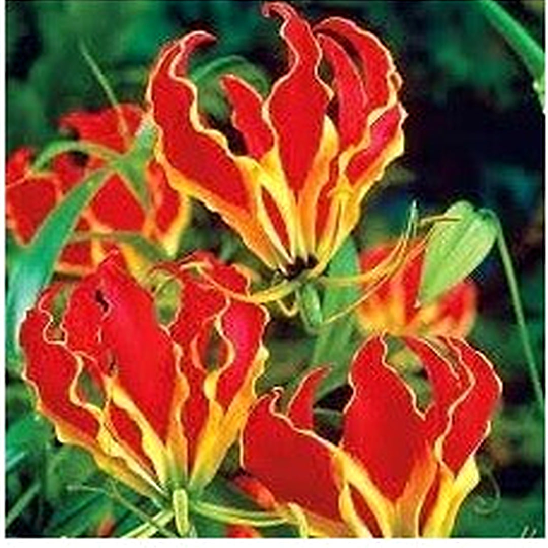 Gloriosa Flower Seeds for Planting [neera-v5-4c7bf5a3f0dbbf73212e]