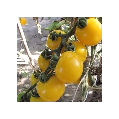 Heirloom Non-GMO Yellow Tomato Seeds for Planting [neera-v5-4c7ca09ae0c217bac26e]