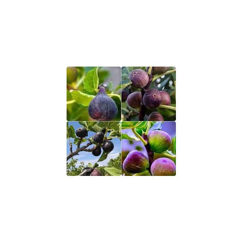 Mixed Fig Fruit Seeds for Planting [neera-v5-4c883c32485783534b8a]