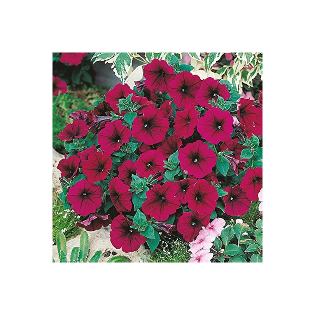 Red Petunia Petunia X Hybrida Velour Easy Wave Flower For Planting In Hanging Baskets Or Garden [neera-v5-4c91fee5e3d38b5ff66e]