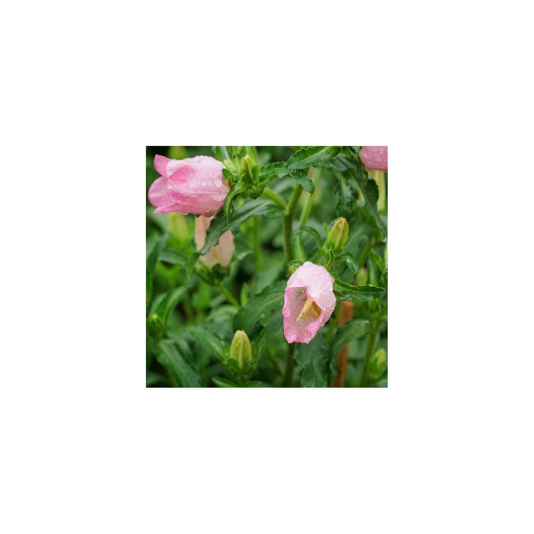 Bellflower Campanula Medium Flower For Planting In Home Garden Or Backyard Lscaping Flower Seeds [neera-v5-4c95c44142d74df3b0d7]