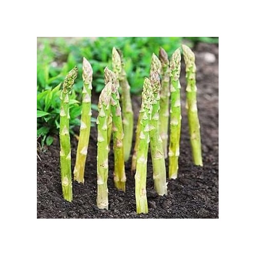 Green Asparagus Plant Seeds for Planting [neera-v5-4cad0cf4b163f370f7a6]