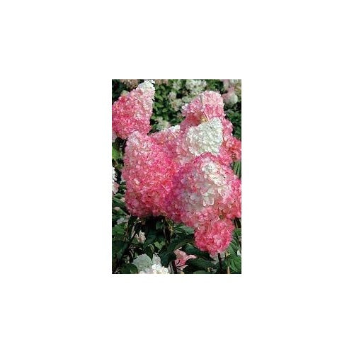 Vanilla Strawberry Plant Seeds [neera-v5-4cafa70d97ac31bb6bfc]