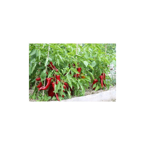Sweet Chilli Pepper Seeds for Planting [neera-v5-4cb57345224f665cb494]